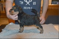 du clan d'eve highland - Welsh Terrier - Portée née le 08/11/2017